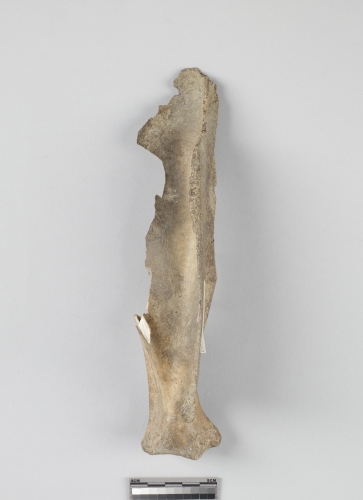 遺物:梅花鹿右肩胛骨、right scapula of Cervus Nippon