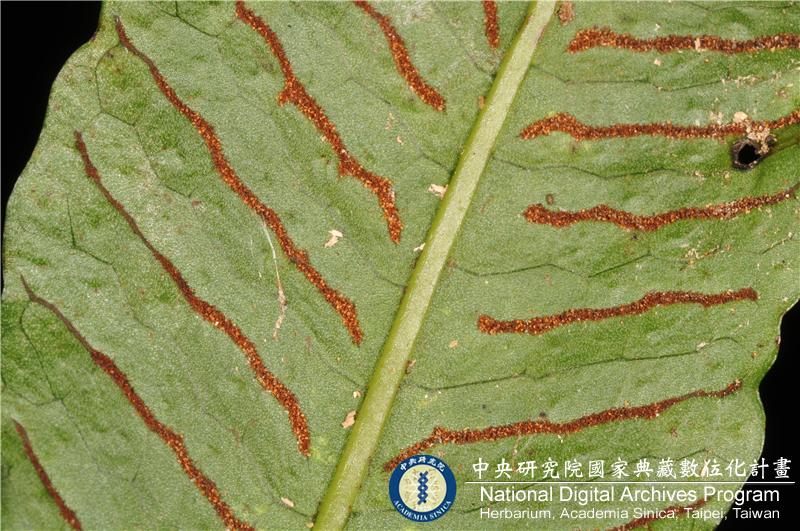 中文種名:萊氏線蕨