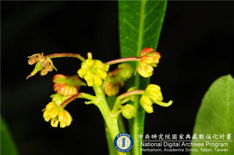 中文種名:車桑子學名:Dodonaea viscosa Jacq.