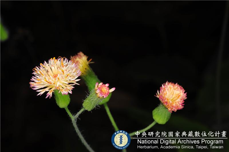 中文種名:纓絨花
