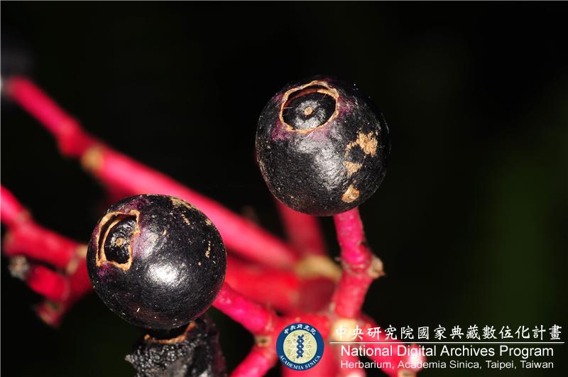 中文種名:台灣野牡丹藤