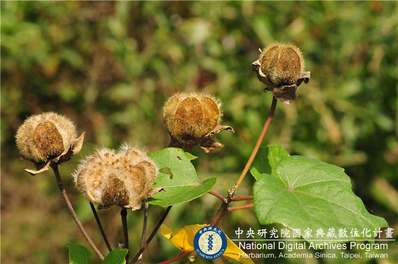 中文種名:山芙蓉學名:Hibiscus taiwanensis S.Y. Hu