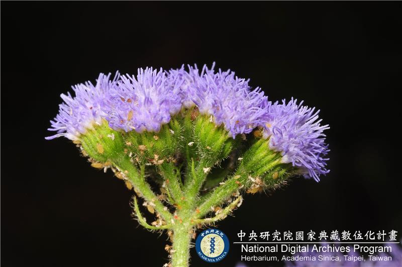 中文種名:紫花藿香薊