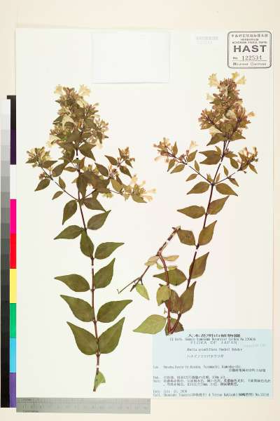 中文種名:Abelia �grandiflora (Rovelli ex Andr� Rehder
