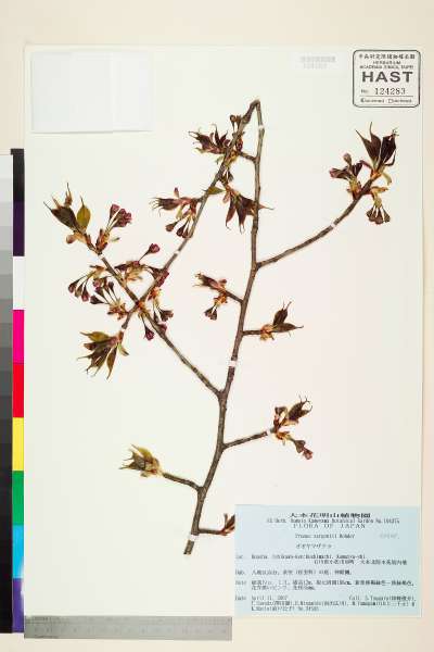 中文種名:Prunus sargentii Rehder