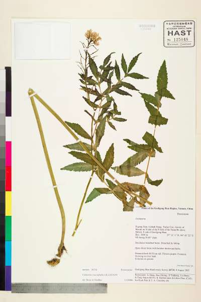 中文種名:Cardamine macrophylla Willd.