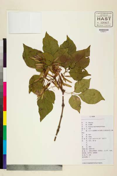 中文種名:Fraxinus rhynchophylla Hance