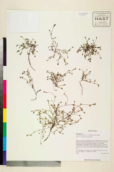 中文種名:Microula filicaulis W.T. Wang
