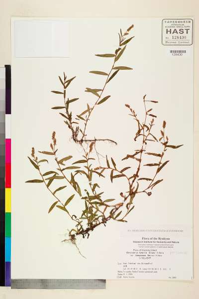 中文種名:Persicaria tenella (Blume) H. Hara var. kawagoeana (Makino)