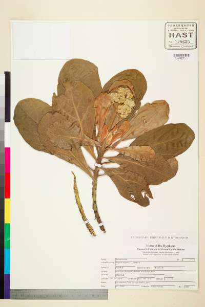 中文種名:Argusia argentea (L. f.) Heine