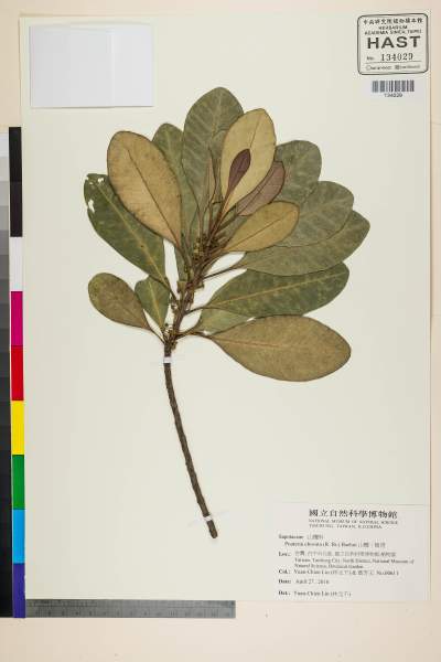 中文種名:山欖(樹青)學名:Pouteria obovata (R. Brown) Baehni