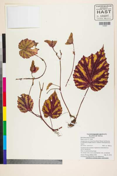 中文種名:Begonia picta J.E. Smith