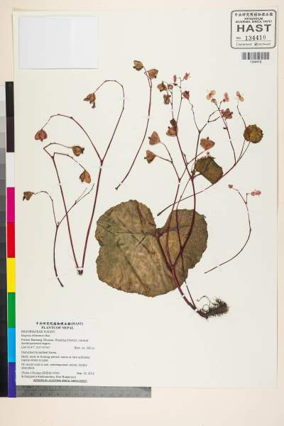 中文種名:Begonia tribenensis Rao