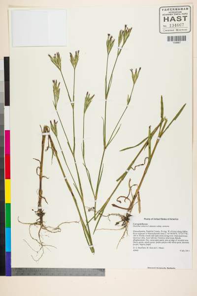 中文種名:Dianthus armeria L.