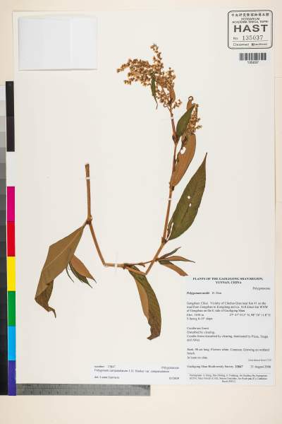 中文種名:Polygonum campanulatum Hook. f.