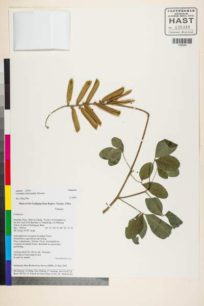 中文種名:Crotalaria mucronata Desv.