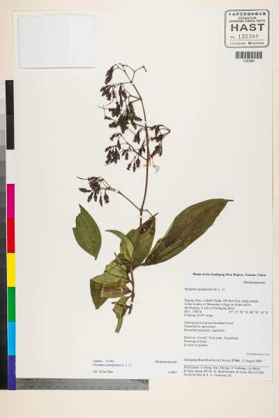 中文種名:Oxyspora yunnanensis H.L. Li
