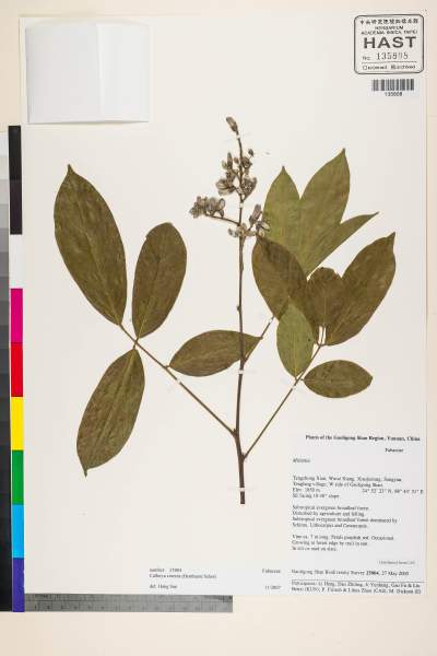 中文種名:Callerya cinerea (Benth.) Schot