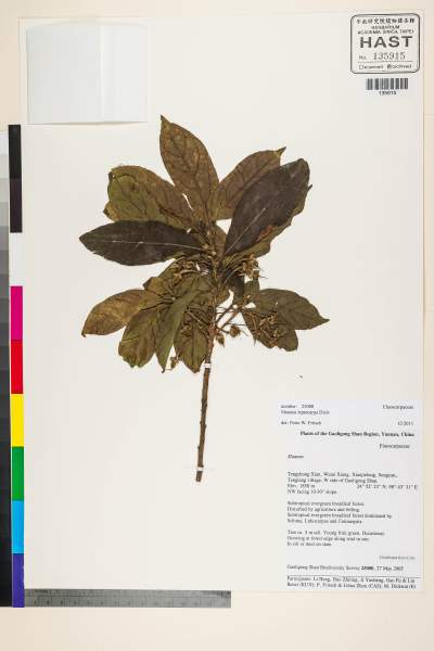 中文種名:Sloanea leptocarpa Diels