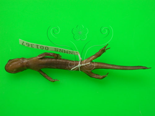 中文名:阿里山山椒魚(00000184)學名:Hynobius arisanensis Maki 1922(00000184)中文別名:台灣小鯢英文名:Alisans salamander