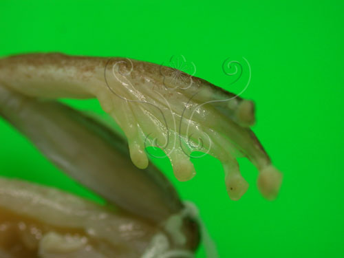 中文名:橙腹樹蛙(00002469)學名:Rhacophorus aurantiventris Lue, Lai, and Chen,1994(00002469)中文別名:雨怪英文名:Orangebelly treefrog