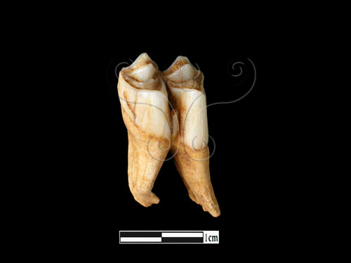 器名:羌左下顎臼齒(LL-NB0092)