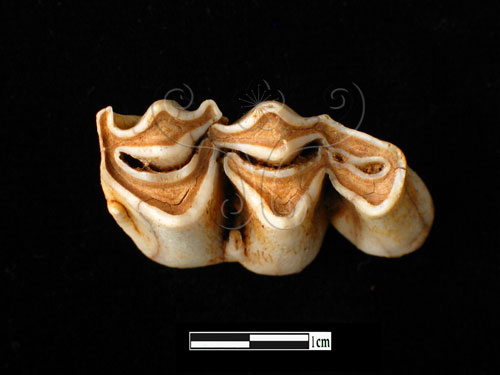 器名:鹿右下顎臼齒(LL-NB0043)