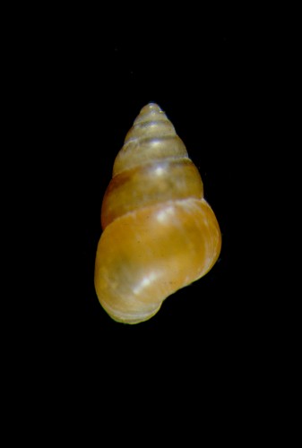 中文種名:栗色山椒螺
