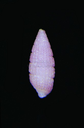 中文種名:紫羅蘭格粒螺