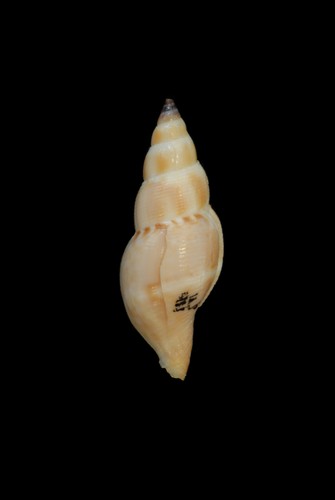 中文種名:雲彩捲管螺學名:Daphnella mitrellaeformis俗名（英文）:雲彩捲管螺