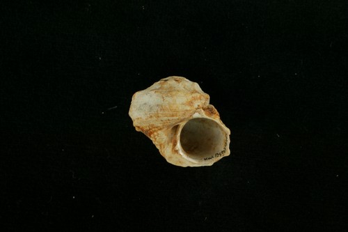 中文種名:瘤珠螺