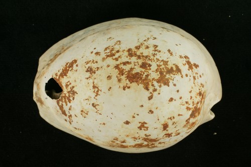 中文種名:龜甲寶螺