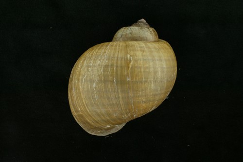 中文種名:福壽螺學名:Pomacea canaliculata俗名:福壽螺