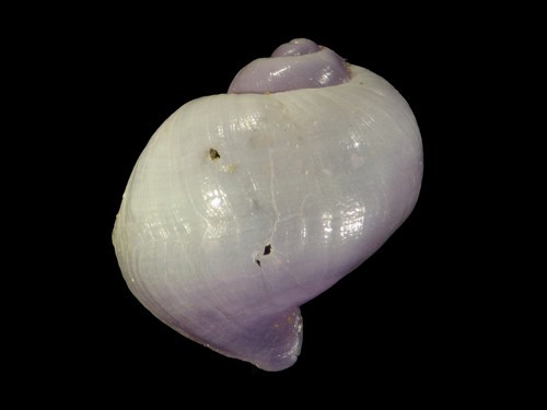 中文種名:琉璃紫螺學名:Violetta globosa俗名:琉璃紫螺俗名（英文）:琉璃紫螺