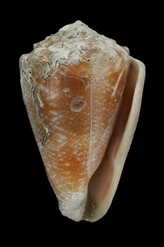 中文種名:草蓆芋螺