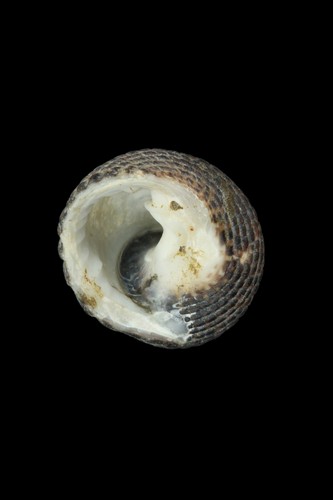 中文種名:黑草蓆鐘螺
