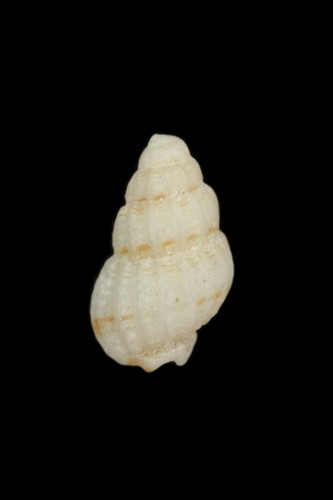 中文種名:斑紋織紋螺