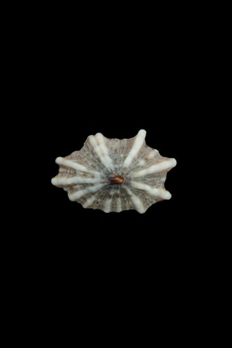 中文種名:花松螺學名:Siphonaria laciniosa俗名:花松螺俗名（英文）:花松螺