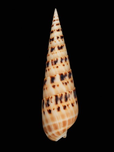 中文種名:大筍螺