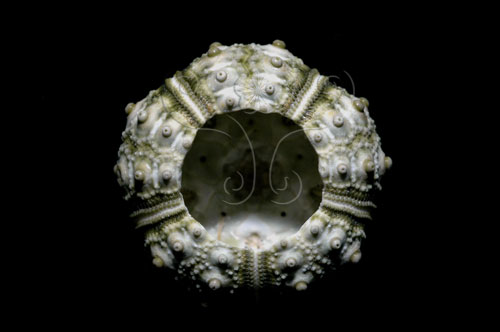中文名:輪鏈頭帕(005452-00035)學名:Plococidaris verticillata (Lamarck, 1816)(005452-00035)