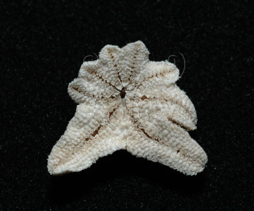 中文名:伯頓海燕(005452-00048)學名:Asterina burtoni Gray, 1840(005452-00048)