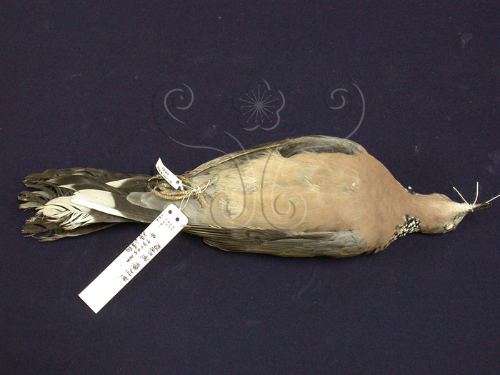 中文名:珠頸斑鳩(003031)學名:Streptopelia chinensis(003031)中文別名:斑頸鳩英文名:Spotted Dove