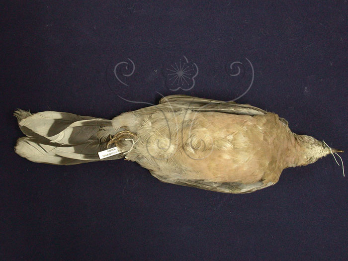 中文名:珠頸斑鳩(001745)學名:Streptopelia chinensis(001745)中文別名:斑頸鳩英文名:Spotted Dove