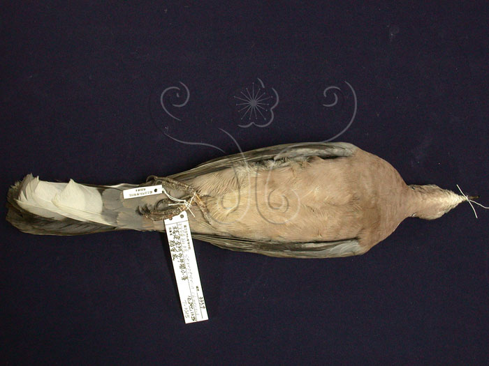 中文名:珠頸斑鳩(003339)學名:Streptopelia chinensis(003339)中文別名:斑頸鳩英文名:Spotted Dove