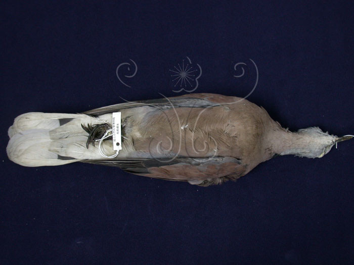 中文名:紅鳩(005168)學名:Streptopelia tranquebarica(005168)英文名:Red-collared Dove