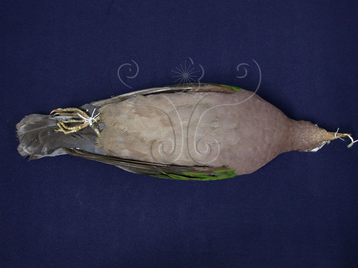 中文名:翠翼鳩(000596)學名:Chalcophaps indica(000596)英文名:Emerald Dove
