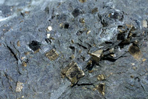 中文名:黃鐵礦(NMNS000229-P001317)英文名:Pyrite(NMNS000229-P001317)