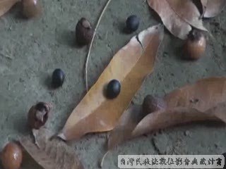 2013年排灣其他包惠玲訪談 04