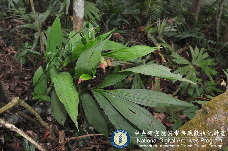 中文種名:綠花肖頭蕊蘭