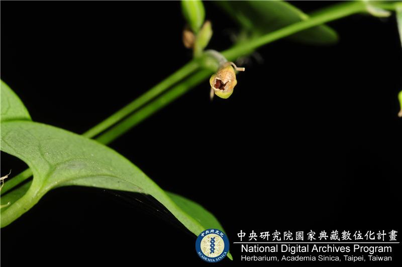 中文種名:荷蓮豆草